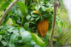 Image result for pachira obrázek