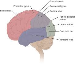 Find out about the workings of the brain and nerves. The Central Nervous System Anatomy And Physiology I