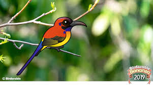 Want to discover art related to birdorable? Birdorable 2019 Bonanza Bird 2 Mrs Gould S Sunbird