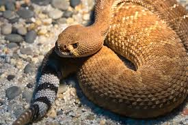 A large old red diamond rattlesnake rattles on top of a boulder in coastal san diego county. Rattlesnake San Diego Zoo Animals Plants
