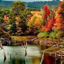 Conguillio En Otono Chile Outdoor Travel