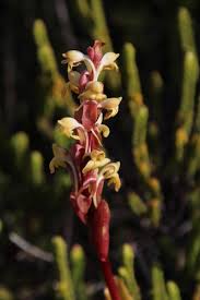 Image result for Satyrium chlorocorys