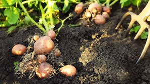 Depending on where you live you'll want to plant your potatoes at different times of the year. 3 Easy Ways To Grow Amazing Potatoes Plants For All Seasons Since 1973