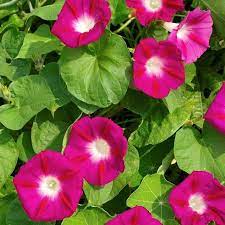 Morning Glory Seeds Scarlet O Hara Fast Growing Annual Climbing Vine 10 Seeds Bonsai Flower Flower Seeds Morning Glory