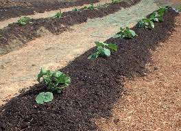 Human sewage sludge in compost is common and often marketed as organic despite chemicals sneaking into the mix. Biosolids Compost For Gardening Information On Using Biosolids In Vegetable Gardens