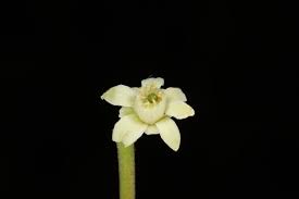 Image result for Ekebergia benguelensis
