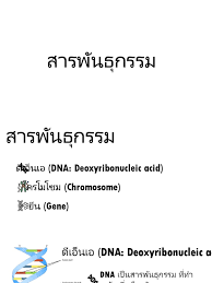 ตอนที่ 2)ตอนที่แล้วได้พูดจากันถึงความหมายของคำ 3 &nbsp;คำนี้สรุปโดยย่อ ก็คือ พันธุกรรม. 14 à¸ªà¸²à¸£à¸ž à¸™à¸˜ à¸à¸£à¸£à¸¡