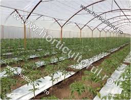 Ce poți cultiva în solar iarna. Cultura Tomatelor In Solarii Primavara Ciclul 1 Scurt Horticultorul Ro