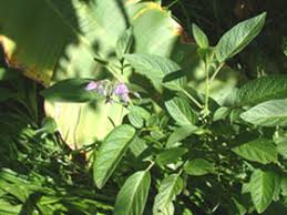 Image result for Solanum muricatum