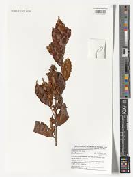 Image result for Rhabdophyllum welwitschii