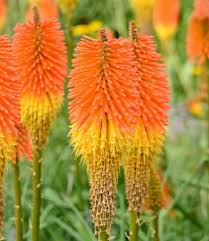 Image result for Kniphofia princeae