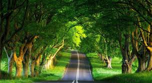 Wensleydale, yorkshire dales national park, north yorkshire, green, grass. Best Wallpapers Hd Most Beautiful Green Nature Wallpapers In The World 1600x874 Wallpaper Teahub Io