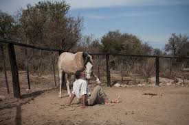 Find the perfect horse argentina stock photo. The Horse Whisperers Of Argentina Bbc News