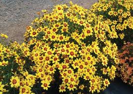 Professional Growers Coreopsis Gold Nugget Gold Nugget Growers Perennials