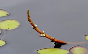 Image result for Wiesneria