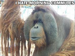 Image result for Animal Meme