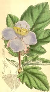 Image result for Clappertonia ficifolia