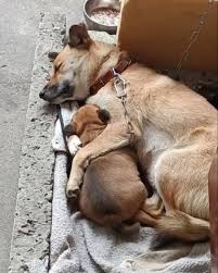 A mother's love needs no words. 🐾❤️** In this quiet moment, a mama dog  lies chained, her body tired, but her embrace unbreakable. She wraps her  paw around her tiny puppy, shielding