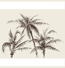 All the best coconut tree pictures drawing 35+ collected on this page. Coconut Pencil Drawing Vector Images 94