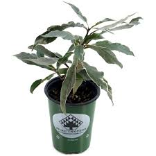 Image result for Pseuderanthemum