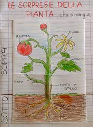 Questo test è realizzato con quiz faber e può essere eseguito direttamente sul blog. Le Sorprese Della Pianta Che Si Mangia La Finestra Sull Albero Scienza Per Bambini Scienza Lapbook