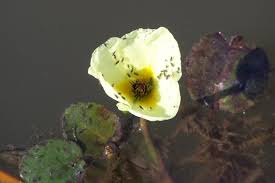 Image result for Limnocharitaceae