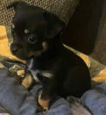 What is a chihuahua terrier mix? Chihuahua Mix Welpen 934532