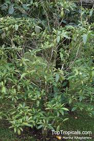 Image result for Voacanga thouarsii