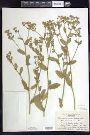 Image result for Tanacetum balsamita