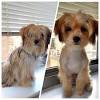 Why buy a puppy for sale if you can adopt and save a life? 3