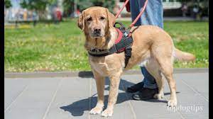 Socialization is the best way to ensure that your dog becomes a friendly and confident adult. How To Make Your Dog A Service Dog Youtube