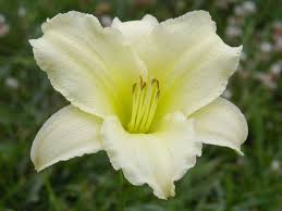 In franklin, tn provides flower delivery service to the following areas and zip codes in tennessee: Miss Amelia Oakes Daylilies