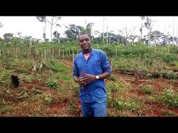 Comment Planter Le Manioc Youtube