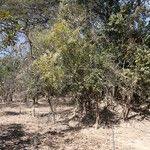 Image result for Gymnosporia putterlickioides