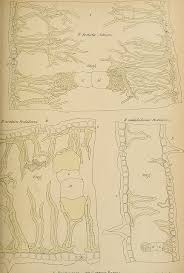 Image result for Boscia matabelensis