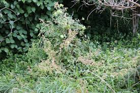 Image result for Rumex sagittatus