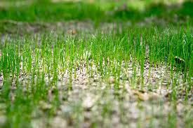 1 application = 3 lawn treatments how should weed and feed be applied? When And How To Fertilize Your Lawn