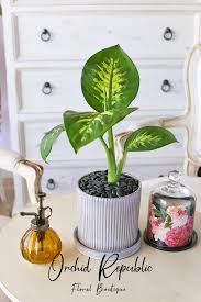 Image result for beautiful dieffenbachia