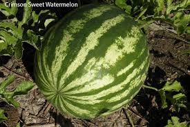 Removing them directs all the plant's energy into ripening the fruits already on the vine. Watermelons