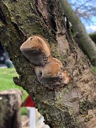Image result for Phellinus pomaceus