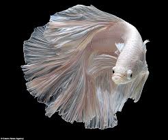 Stunning Pictures Of Siamese Fighting Fish Seeming To Float In Mid Air Beautiful Fish Siamese Fighting Fish Beta Fish