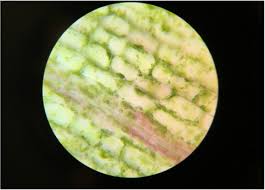 Plant cells under the microscope. Athena Kelsey Armstrong Plant Biology Lab