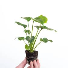 Baby Philodendron Baby Plants Baby Plants Pot Baby Plants Cactus Baby Plants Houseplant Mini Plants Indoor Mini Plants Housepla Mini Plants Small Plants Plants