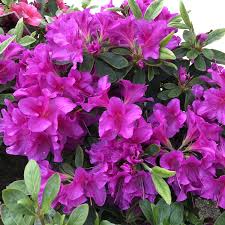 Another selling point is that it reblooms. Azalea Bloom A Thon Lavender Buy Rhododendron Shrubs Online