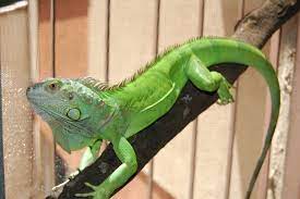 8 Things You Should Know Before Buying An Iguana Iguana Pet Small Pets Animal Facts