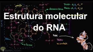 Estrutura molecular do RNA (vídeo) | Khan Academy