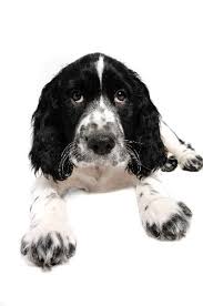 Black And White English Springer Spaniel Hunting English Springer Spaniel Spaniel Puppies Springer Spaniel English Springer Spaniel