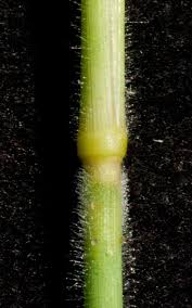 Image result for Schmidtia pappophoroides