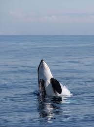 Orcas are ramming boats again and scientists now think its a game |  National Geographic