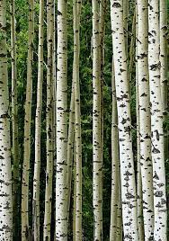 Birch Details A Photo From Alberta Prairies Trekearth Tree Photography Nature Tree Birch Tree